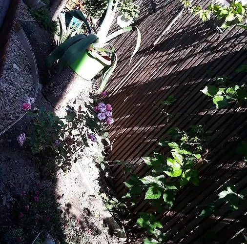 Casa Silvia 2* Észak-Eforie